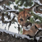 Winter ambush