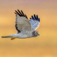 Male Northern Harrier in flight