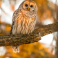 Barred owl