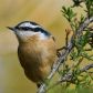 Nuthatch Eruption