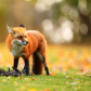 Red Fox 