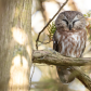 Sleepy Saw-whet Owl