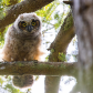 Curious Onlooker