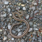 Garter Snake in Late Fall