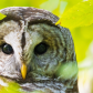 Hoo Goes There?