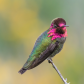 Anna's Hummingbird