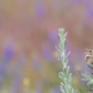 Grasslands Singer