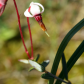 Flowers of the Bog