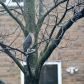 Backyard hawk