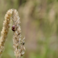 Little ladybug
