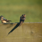 Barn swallows at Point Pelee