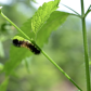 Wooly bear in late summer