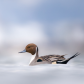 Northern Pintail