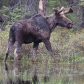Mr Moose