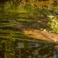 Beaver With Willow Branches 2