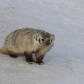 Badger 