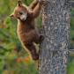Black Bear Cub 5
