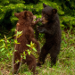 Black Bear cubs 1