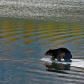 Black bear Emerging From Swim 1