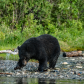 Black Bear Fishing 9