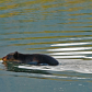 Black Bear Swimming 1