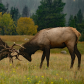Bull Elk fighting 1