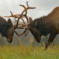 Bull Elk Fighting 2
