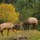 Bull Elk Fighting 7