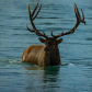 Bull Elk Swimming 2