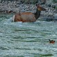 Cow And Calf Elk Swimming 3