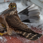 Sharp-shinned Hawk With Turtle Dove 1