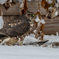 Sharp-shinned Hawk With Turtle Dove 2