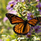Monarch