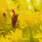 Aphids