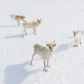Caribou family gathering