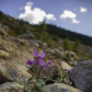Fireweed in Jasper