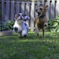 Best Buddies