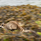 Raccoon in Full Sprint