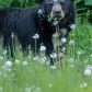 Dandelion Problem