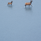 Elk Crossing