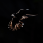 Hummingbird Lines