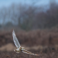 Short-eared Hunting