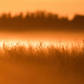 Hunting in Orange