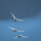 Trumpeter Migration