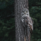 Master of Camouflage