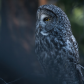 Great Grey Serenity