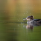 Stickleback Snack