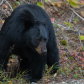 Northern Ontario Black Bear