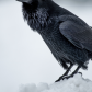 Raven Feathers