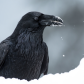Snowy Beak